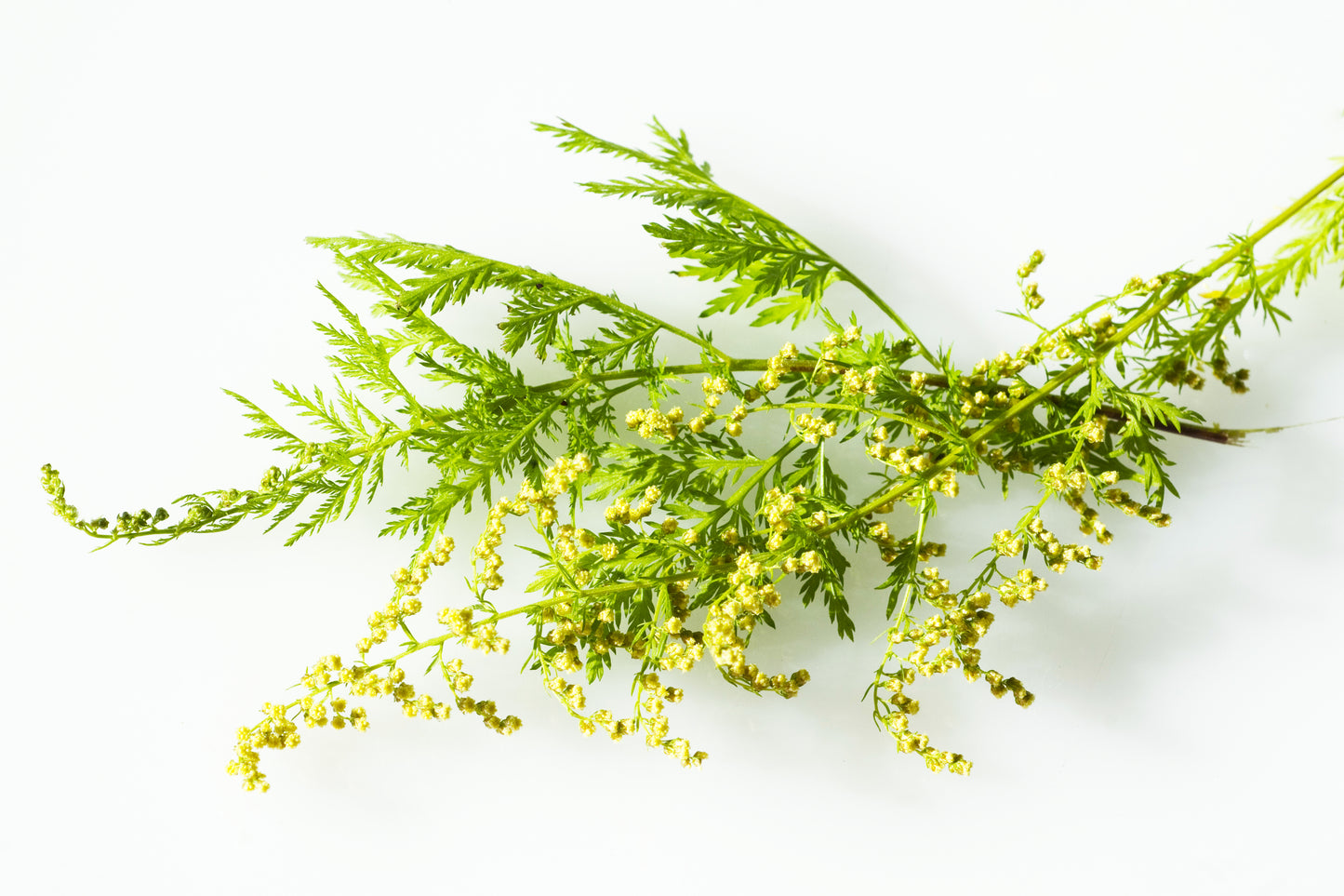 Herosan biologische Artemisia Annua (ook Bijvoet of Alsem genaamd) Humaan