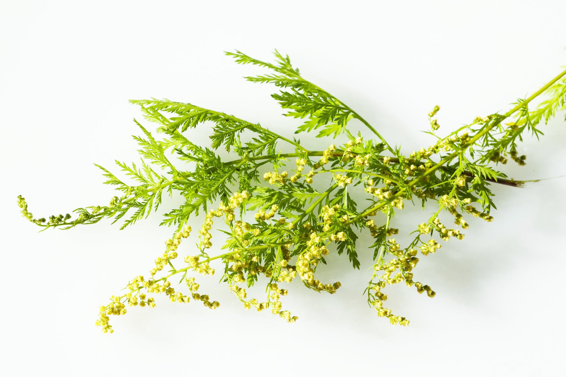Artemisia Annua 100% Orgánica - 250gr Pulverizada | Meses sin interés Artemisia Annua 100% Orgánica - 250gr Pulverizada | Meses sin interés